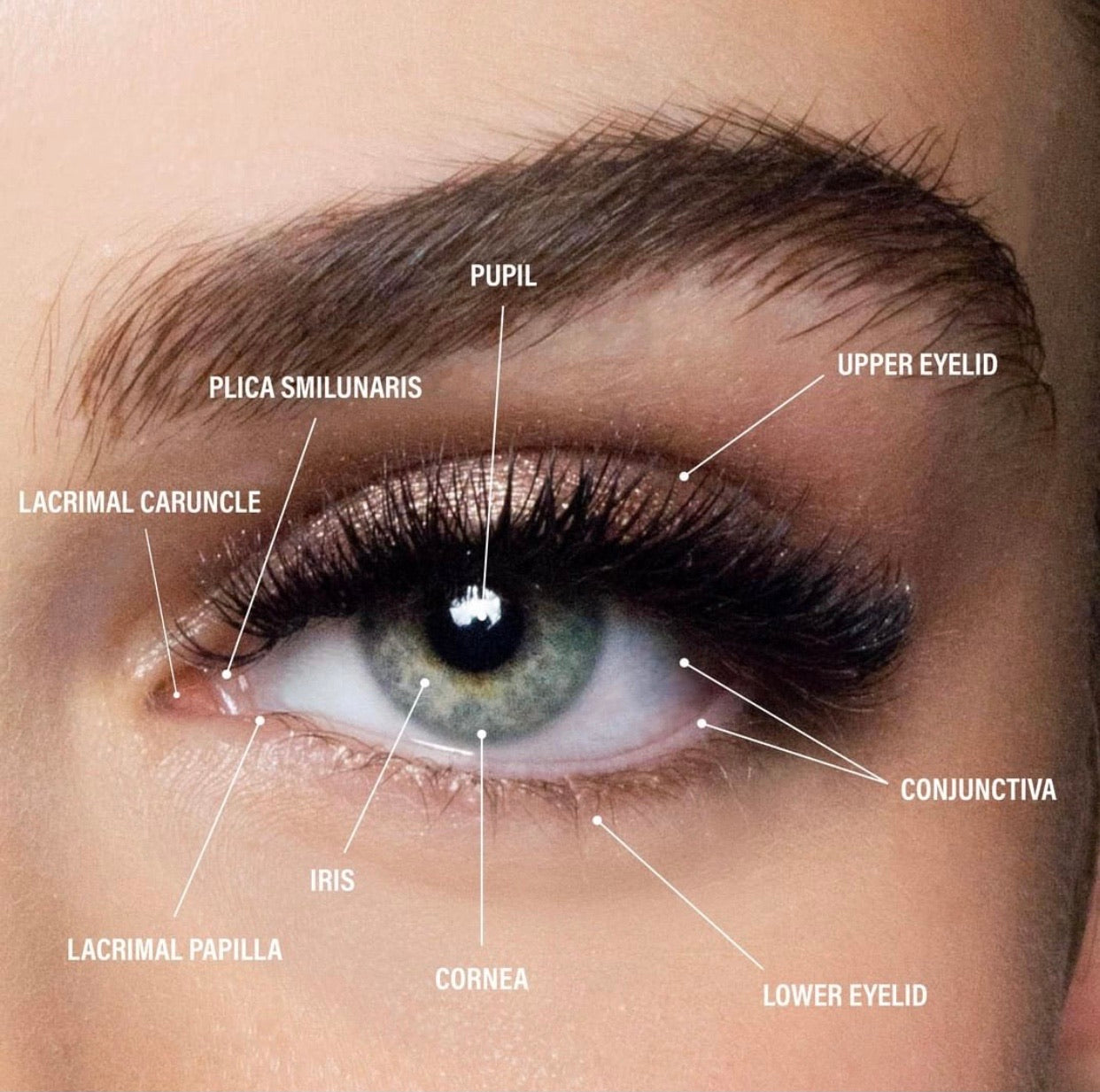 Masterclass Lash Training  Course